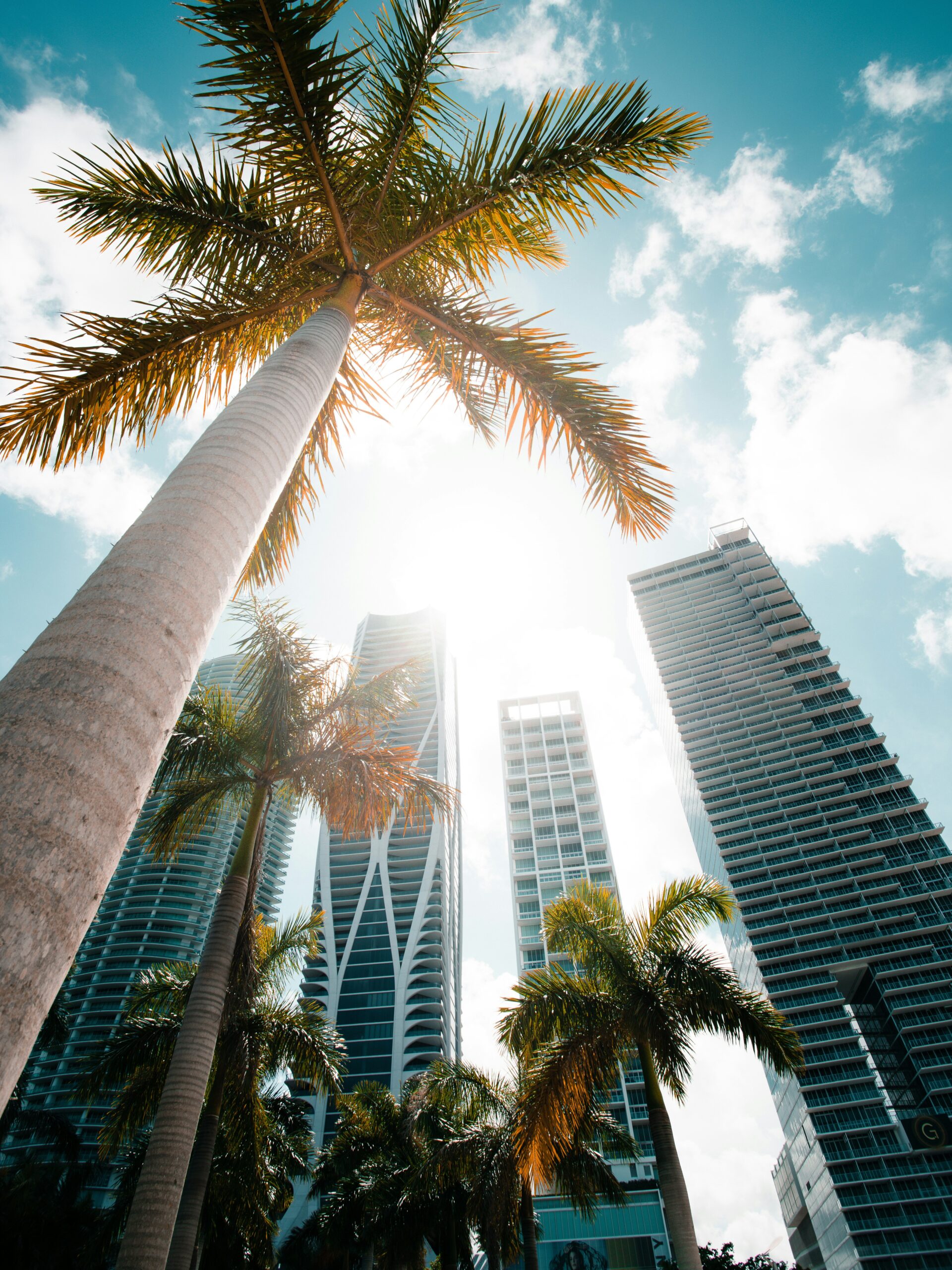 Palm trees and buildings in Miami, from the original PNC partnership page.